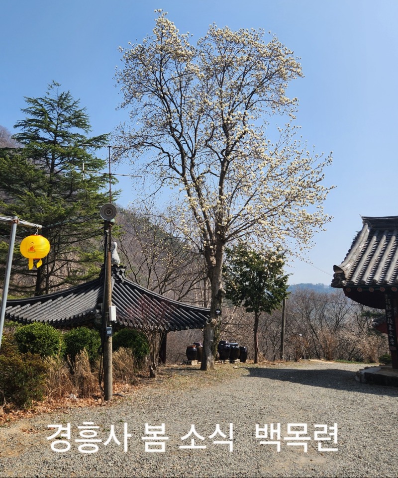목련.jpg